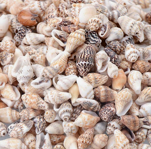 1 Box Non Perforated Sea Shells & Small Conch for Resin Art | Fillings - Resinarthub