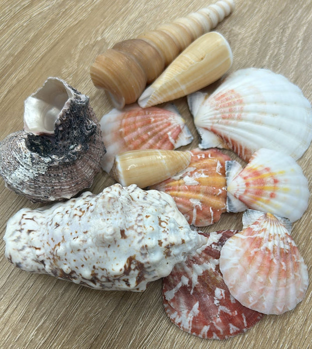 Random Sea Shells for Resin Art (4-7cm) | Fillings - Resinarthub