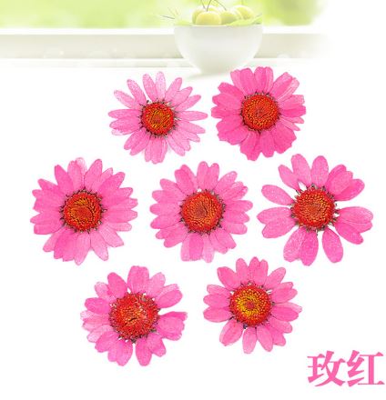 Natural Pressed Dried Daisy Flowers for Resin Art | Fillings - Resinarthub
