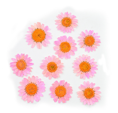 Natural Pressed Dried Daisy Flowers for Resin Art