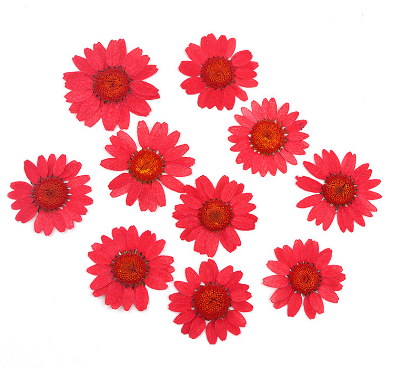 Natural Pressed Dried Daisy Flowers for Resin Art