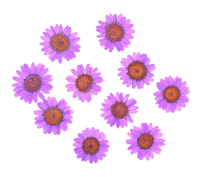 Natural Pressed Dried Daisy Flowers for Resin Art | Fillings - Resinarthub