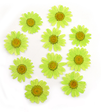 Natural Pressed Dried Daisy Flowers for Resin Art