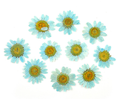 Natural Pressed Dried Daisy Flowers for Resin Art