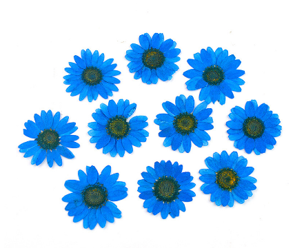 Natural Pressed Dried Daisy Flowers for Resin Art