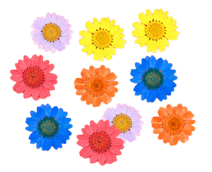 Natural Pressed Dried Daisy Flowers for Resin Art