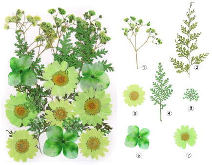 Colorful Pressed Dried Flowers for Resin Art