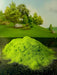 Moss Tree Powder | Fillings - Resinarthub