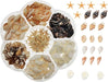 1 Box Mini Natural Seashell for Resin Art | Fillings - Resinarthub