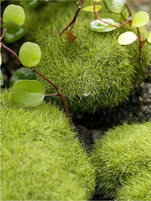 Moss Balls for Resin Art | Tools - Resinarthub