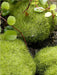 Moss Balls for Resin Art | Tools - Resinarthub