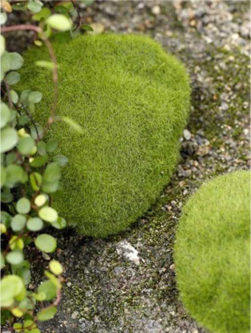 Moss Balls for Resin Art | Tools - Resinarthub