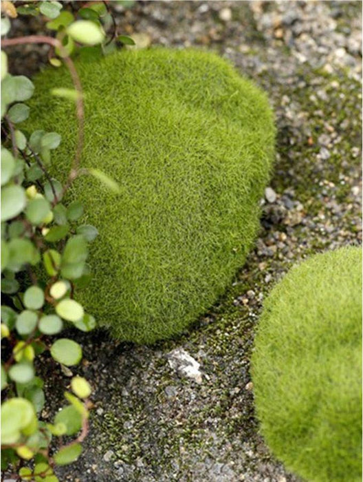 Moss Balls for Resin Art | Tools - Resinarthub