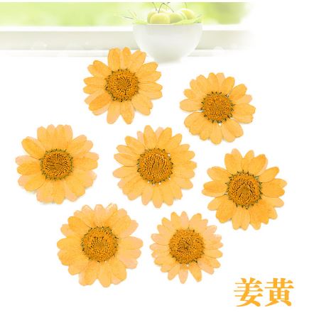 Natural Pressed Dried Daisy Flowers for Resin Art | Fillings - Resinarthub
