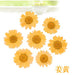 Natural Pressed Dried Daisy Flowers for Resin Art | Fillings - Resinarthub