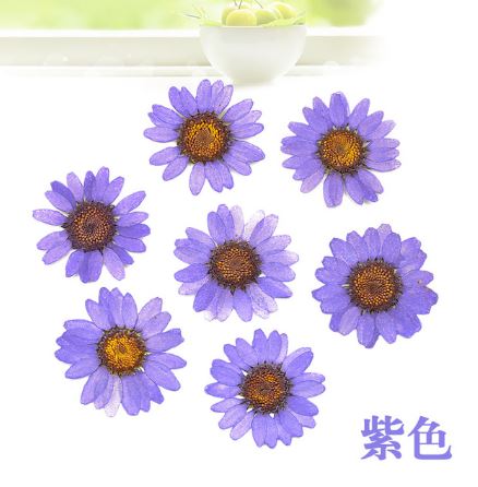 Natural Pressed Dried Daisy Flowers for Resin Art