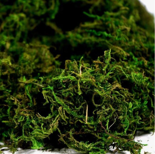 20g Artificial Moss For Resin Art | Fillings - Resinarthub