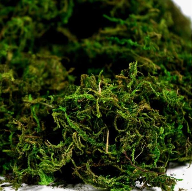 20g Artificial Moss For Resin Art | Fillings - Resinarthub