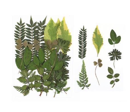 Dried Leaves for Resin Craft (6 variants)