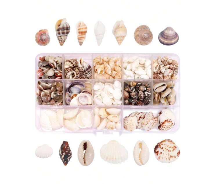 Natural Conch and Sea Shells for Resin Art