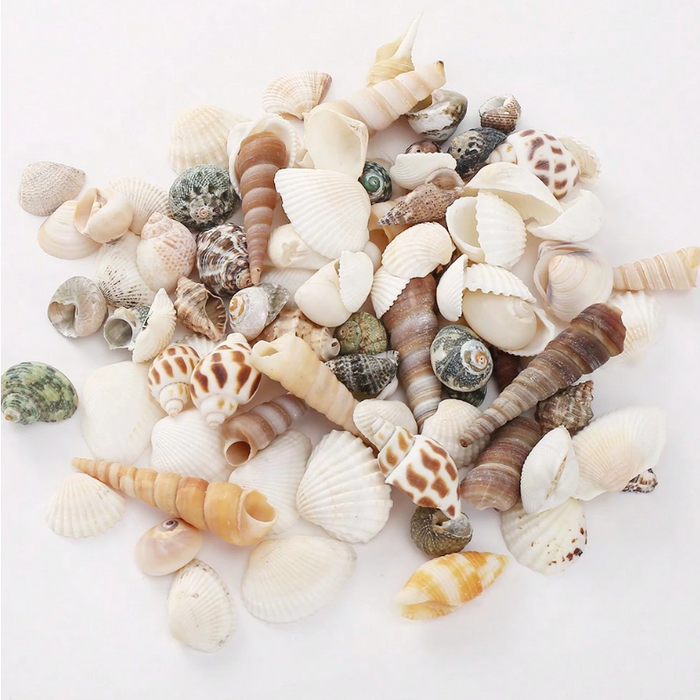 Multi Color Mixed Small Sea Shell Set for Resin Art