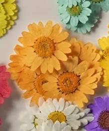 Natural Pressed Dried Daisy Flowers for Resin Art