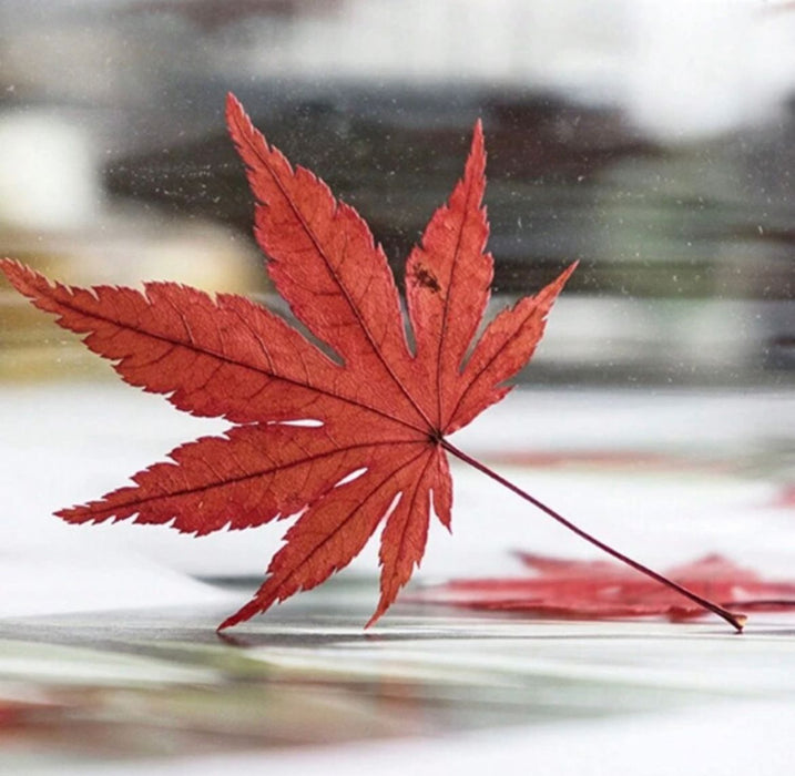 Red Maple Leaf for Art & Crafts | Fillings - Resinarthub