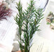 Dried Australian Cypress for Candle Making(2g) | Fillings - Resinarthub