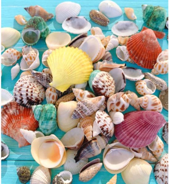 Natural Mixed Seashells for Resin Art | Fillings - Resinarthub