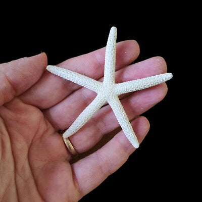 Natural  Star Fish For Resin Art | Fillings - Resinarthub