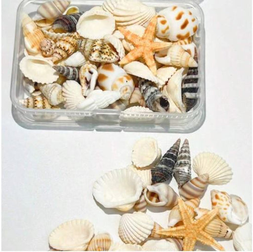 Natural shells for Resin Art | Fillings - Resinarthub