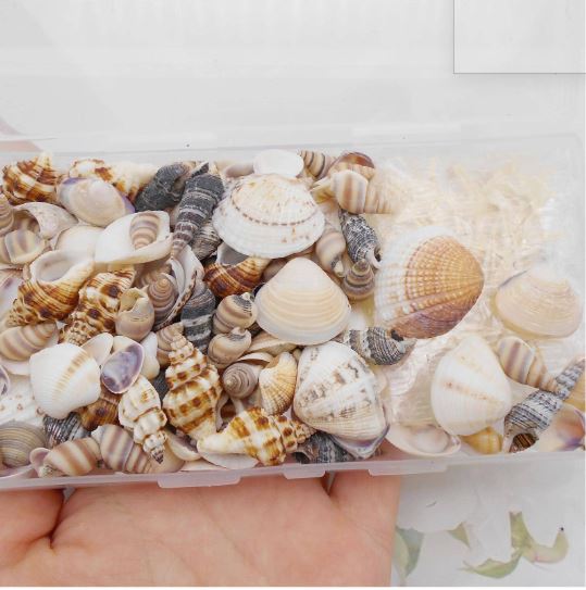 Tiny Small Starfish Sea Shells Conch Craft Charms for Resin Art