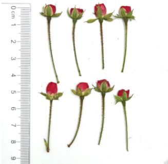 Natural Pressed Roses with stem,Eternal Dried rose Flower for DIY Wedding invitations Craft Photo Bookmark Gift Cards