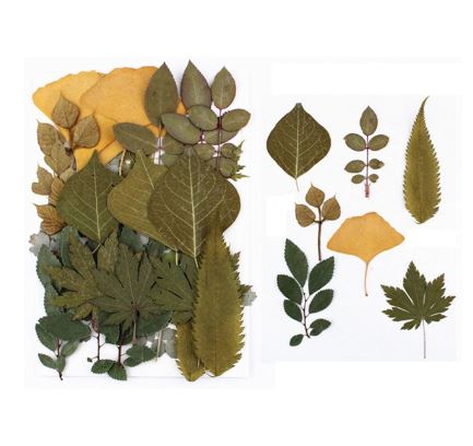 Dried Leaves for Resin Craft (6 variants) | Fillings - Resinarthub