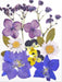 Small Pressed Dried Flowers Natural | Fillings - Resinarthub