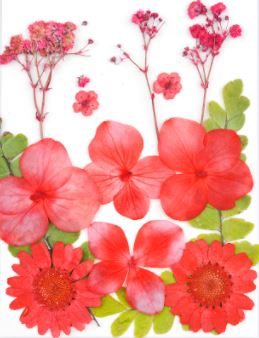 Small Pressed Dried Flowers Natural | Fillings - Resinarthub