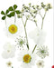 Small Pressed Dried Flowers Natural | Fillings - Resinarthub