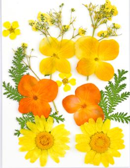 Small Pressed Dried Flowers Natural | Fillings - Resinarthub