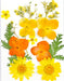 Small Pressed Dried Flowers Natural | Fillings - Resinarthub